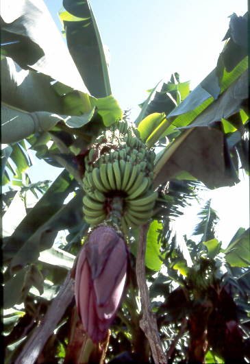 Banane