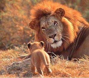 Il leone
