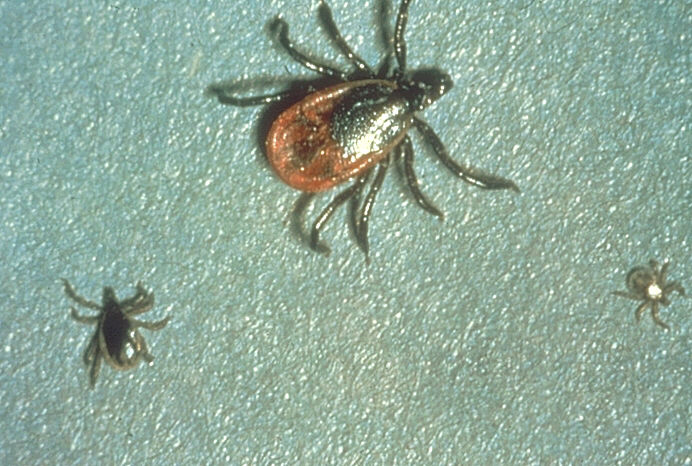 Zecca di Lyme