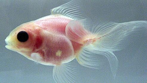 Ryukin, il pesce rosso trasparente